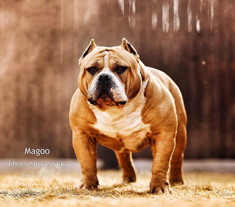 MUSCLETONE'S MAGOO of (not available)