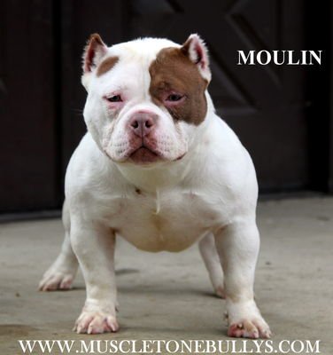 MUSCLETONE'S MOULIN ROUGE. of muscletonebullys