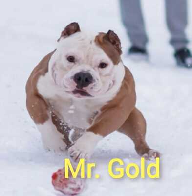 Muscletone's Mr. Gold of (not available)