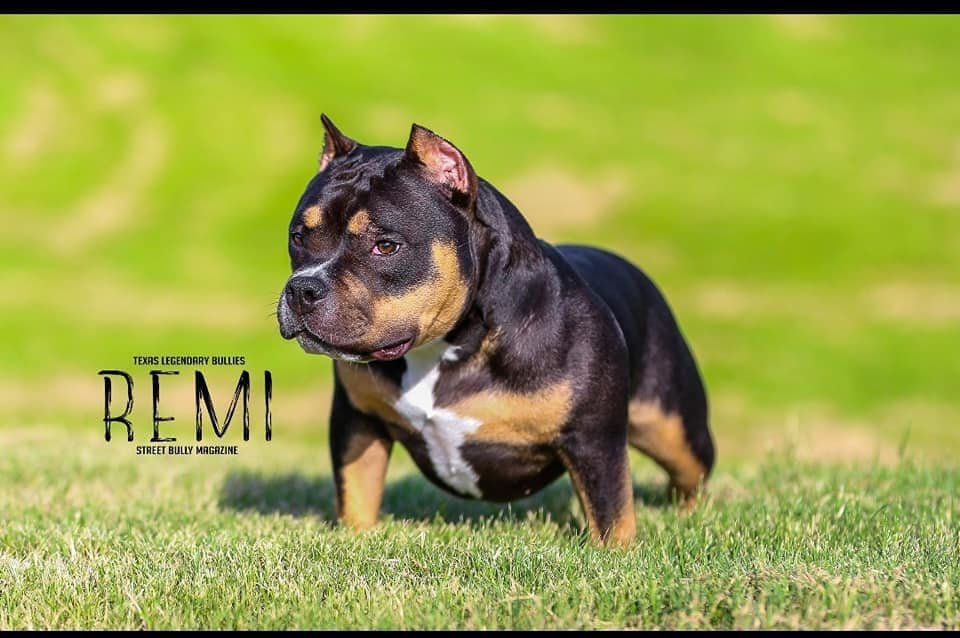 MUSCLETONE'S REMI of TEXAS LEGENDARY BULLIES