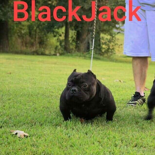 Nakamotobullies Black Jack of (not available)