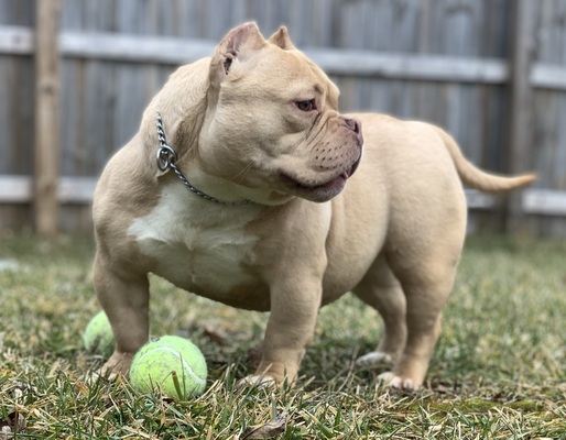 NBB JELLYBEAN OF BHB of BROTHERHOOD BULLIES