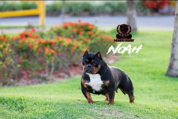 NOAH of Michaelkennels