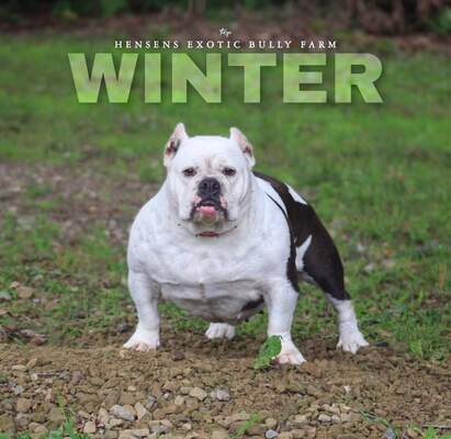 Northen Elite Bullies Winter of (not available)