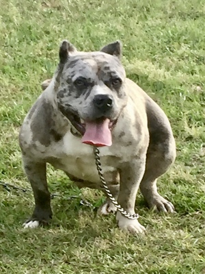 Nova of Family kingdom’s Bullies