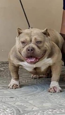 ODC MEDUZA OF YANG BULLIES of YANG BULLIES / ZION DRICK KENNEL