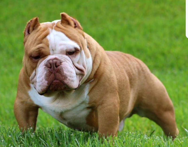 Orange Crush of Baltimore Bred Bullies