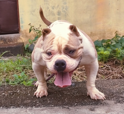 Owner: Jerome Villaroman of UNLEASHED BULLY CAMPLINE