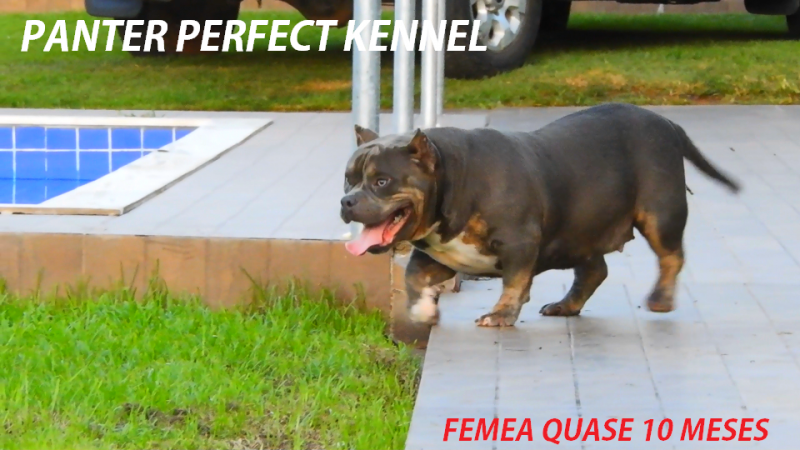 PANTER PERFECT KENNEL of PERFECT KENNEL