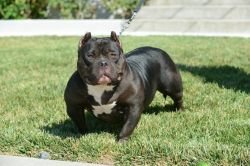 PARKSIDE COOKIE OF REDEFINED BULLYS of REDEFINED BULLIES