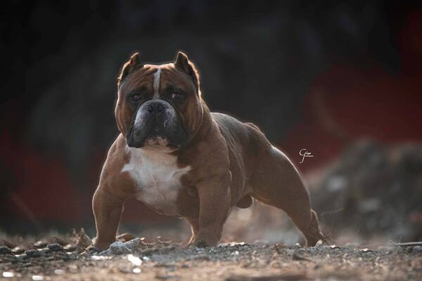 PBK Grizzly of Perfecto Bullys Kennels