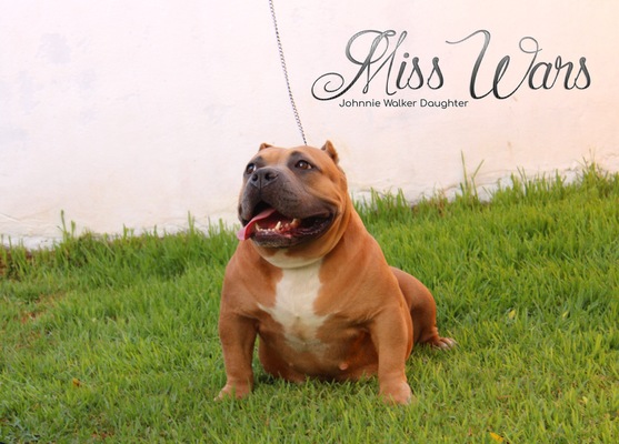 PBK’s Miss War of Superbully Kennel of (not available)