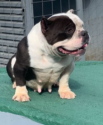 Perfect Bullys Dakota of Perfect Bullys Kennels