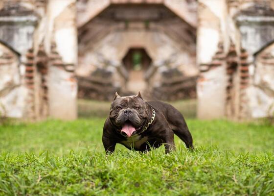 Perfect Bullys KING GORILLA of Perfect Bullys Kennels