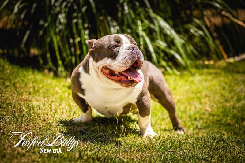 Perfect Bullys Tyrion of Perfect Bullys Kennels