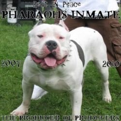 PHARAOH'S INMATE PC J072774 of (not available)