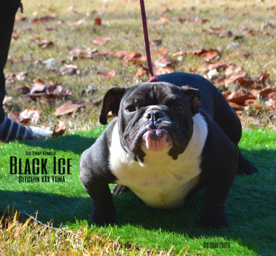 PLAYHOUSE/ BIG GWAP BLACK ICE of BIG GWAP KENNELS