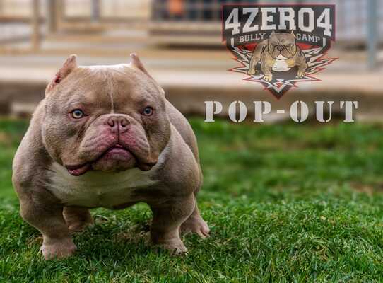 Pop Out of 4ZERO4 Bully Camp