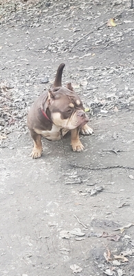 Porter House Reese's of Porterhousebullies