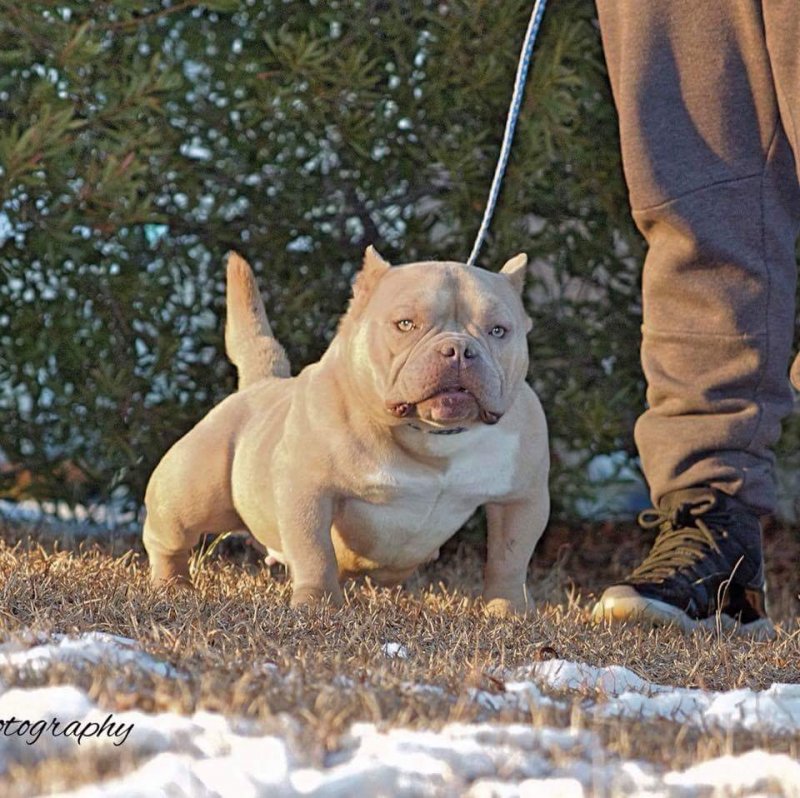 'PR' 336 BULLY CAMP BROWN SUGAR of 336 BULLY CAMP