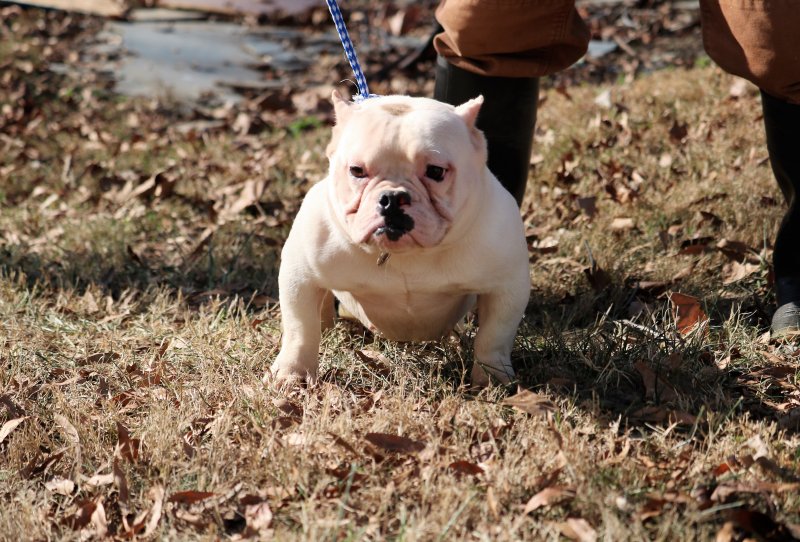 'PR' 336 BULLY CAMP SARHA of 336 BULLY CAMP