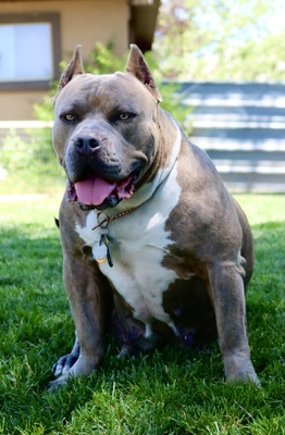 'PR' BigFamBullys VEYDA of VB'S of Valley Bullies