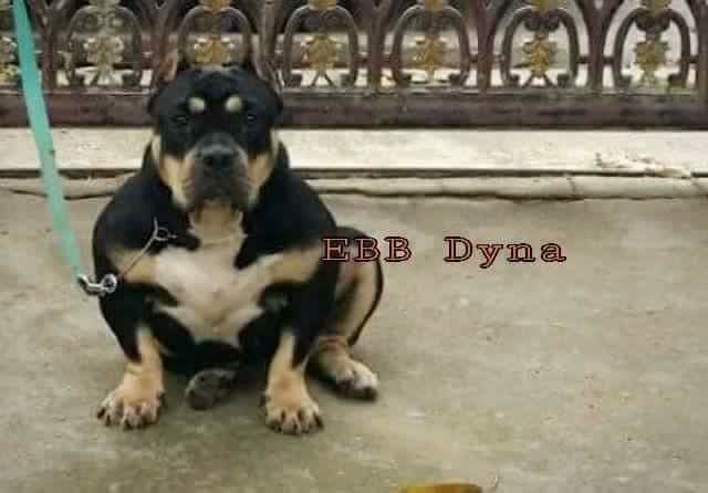 'PR' Dyna of ebb of EBB