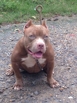 PR’ JOIROI BULLY CAMP’S NOINAR of Joiroi bully camp