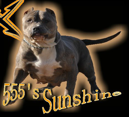 PR Medinas Sunshine Of 555's of 627kennel