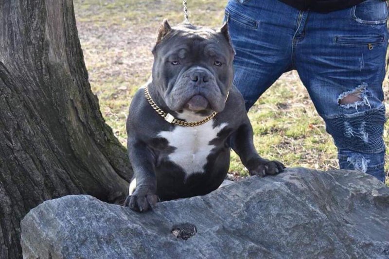 'PR' STEELBRED Mr. Contractor of TYB KENNELS