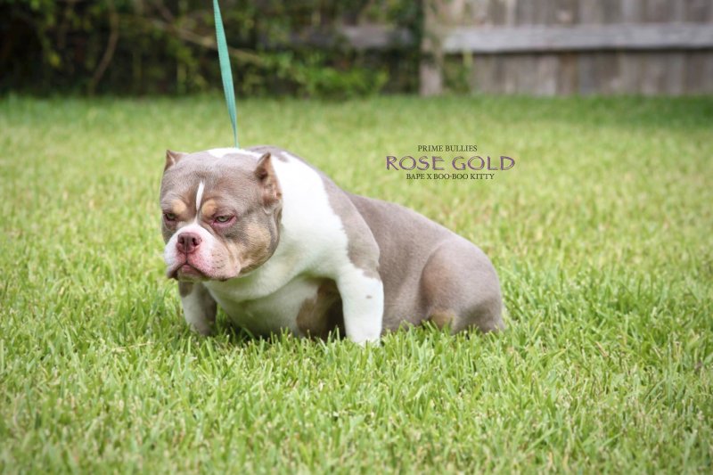 Prime Bullies RoseGold of Prime Bullies