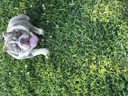 Princess Jazmin of South Texas Bullys