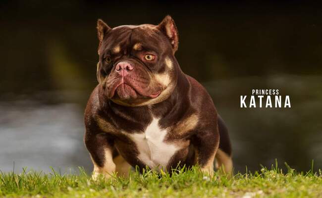 Princess KATANA of Adk bully kennel