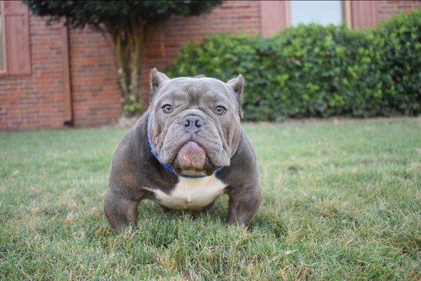 PTK/ABM'S MULATTO of American Bully Mob