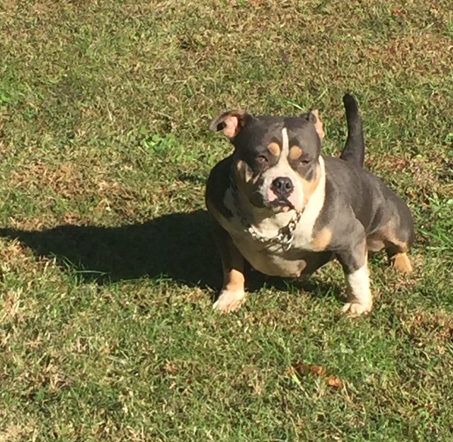 Pure Adrenaline Bullies Zara of Pure Adrenaline Bullies