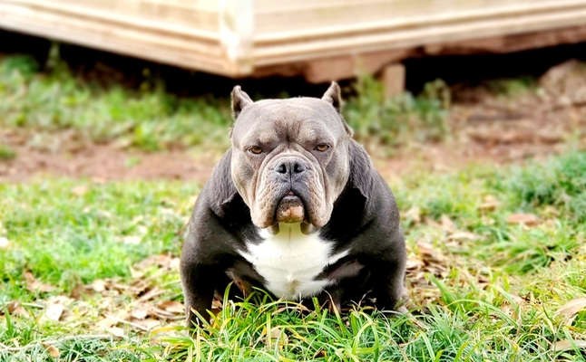 QBB_Medusa of Quarter Boy Bullyz