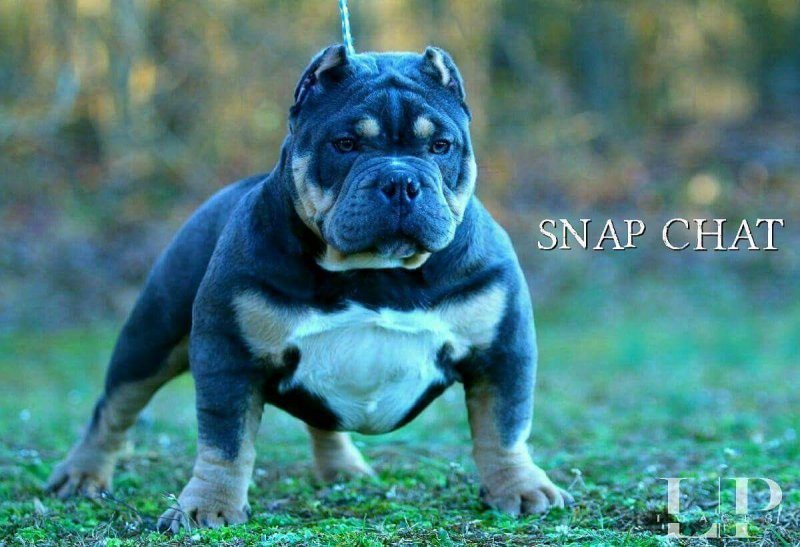 Railroads Snapchat of Carolina Exotic Bully Camp