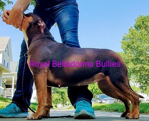 RBB Adagio of Royal Belladonna Bullies