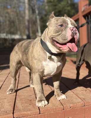 RBK Hércules of Roma Bully