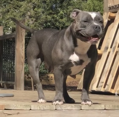 RBK Stella of Roma Bully