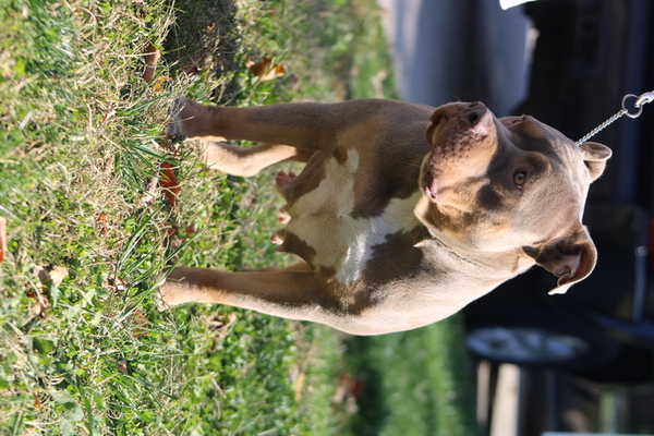 RCB/RBB KING BLU'S FIRST FROST of Royal Belladonna Bullies