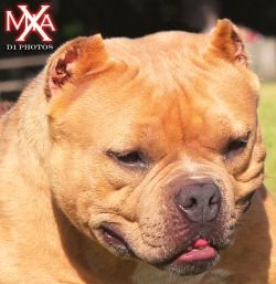 REDEFINED BULLY'S MIA X of REDEFINED BULLIES