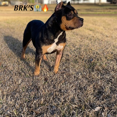 Remi of Bankroll.Kennel