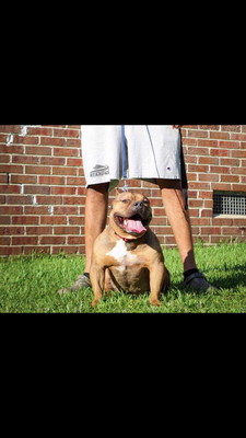 Remy of Evolution bullyz