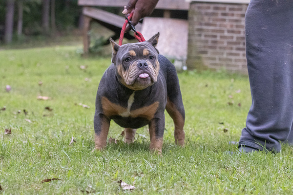 REMY of SHOGUNZ BULLY KENNEL