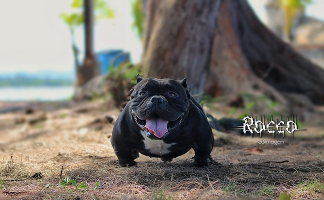 ROCCO MATEO of Mangual kennels