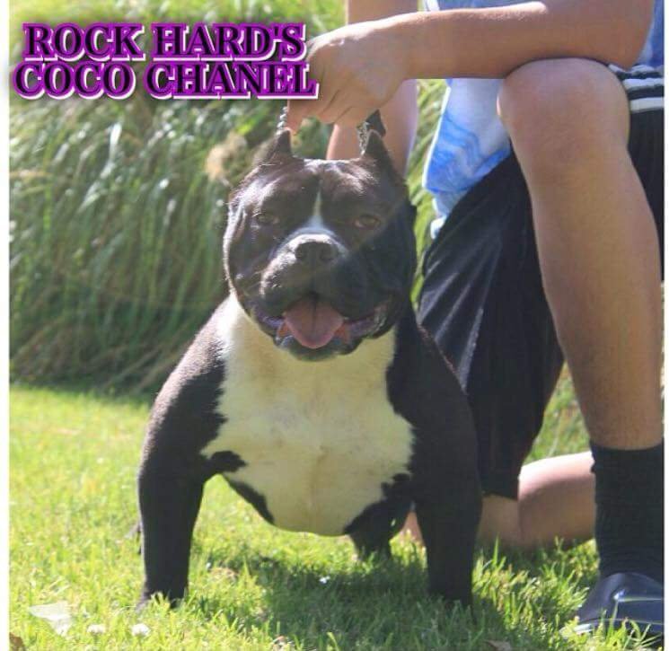 Rockhard's Coco Chanel of Rockhard bully