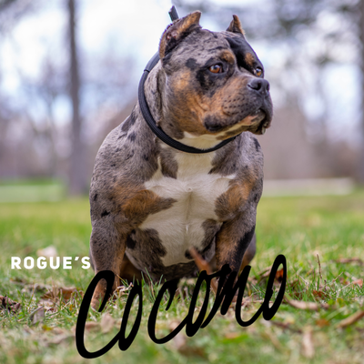 Rogue's Cocomo of Rogue Bullies