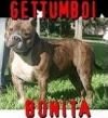 ROMO'S BONITA of (not available)