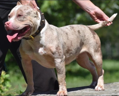 RRK COOKIE CRUMBULLINA of Rated raw kennel